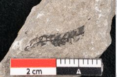 Foto (Detailansicht) von Pinus taedaeformis Unger (NHMW-GEO-2024-0188-6652)
